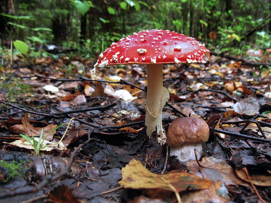 Грибы семейства шампиньоновых ГОЛОВАЧ