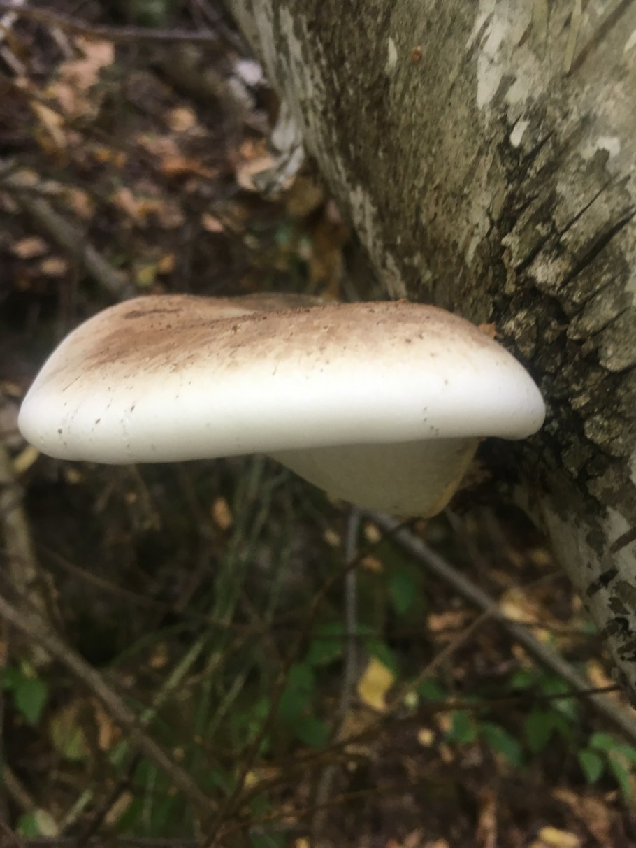 Грибы грибной дуэт