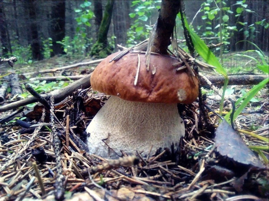 Аскомицеты сыроежки