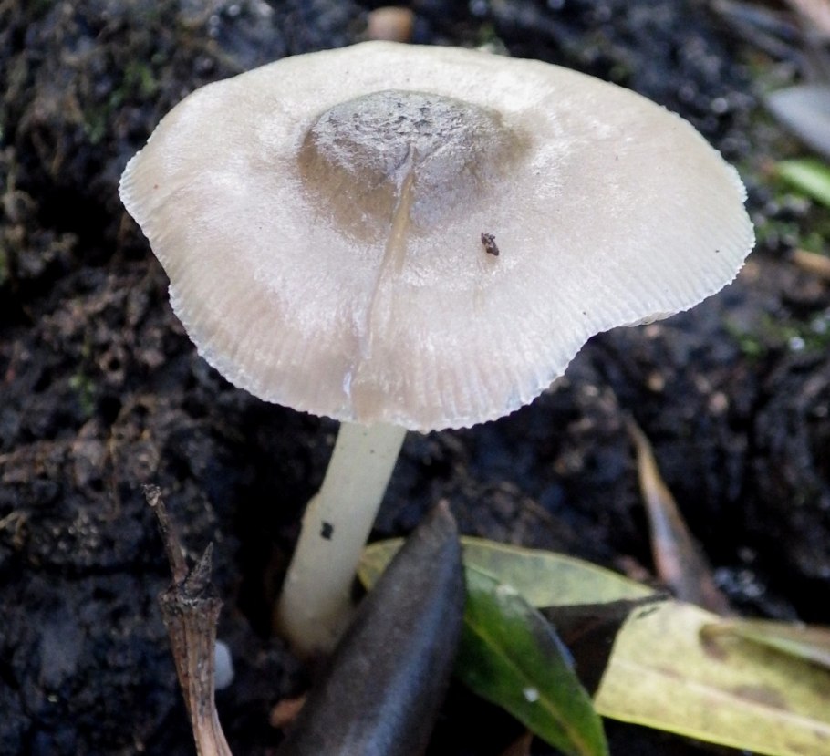 Белый гриб или Боровик