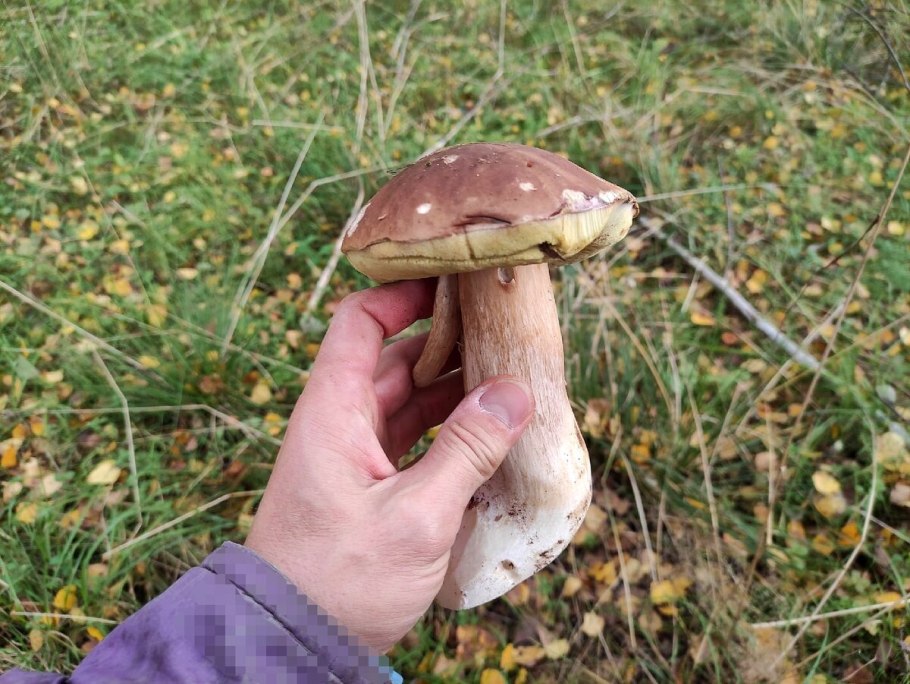 Coprinus comatus гриб