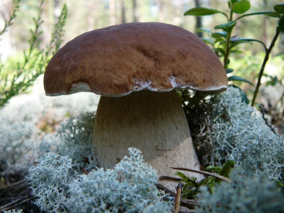 А также белые грибы,