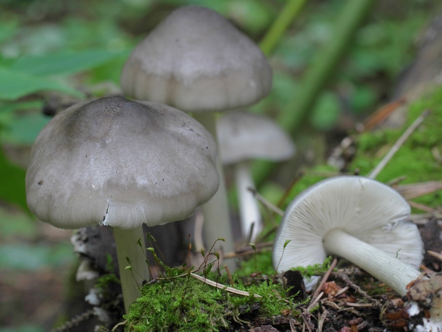 К чему снятся грибы благородные