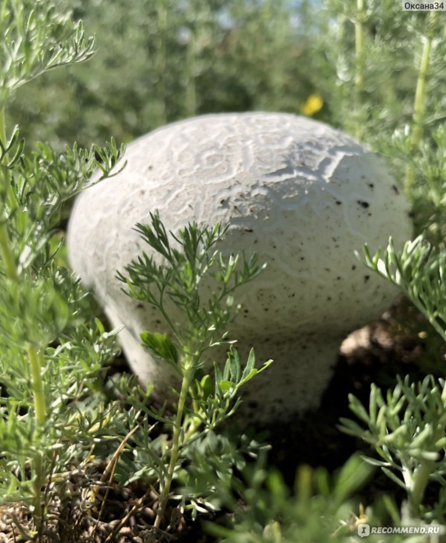 Pluteus phlebophorus