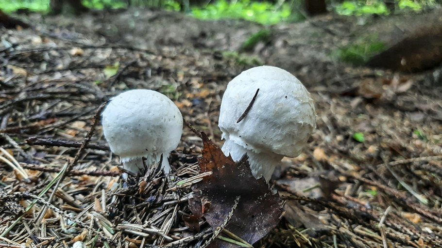 Обабки грузди