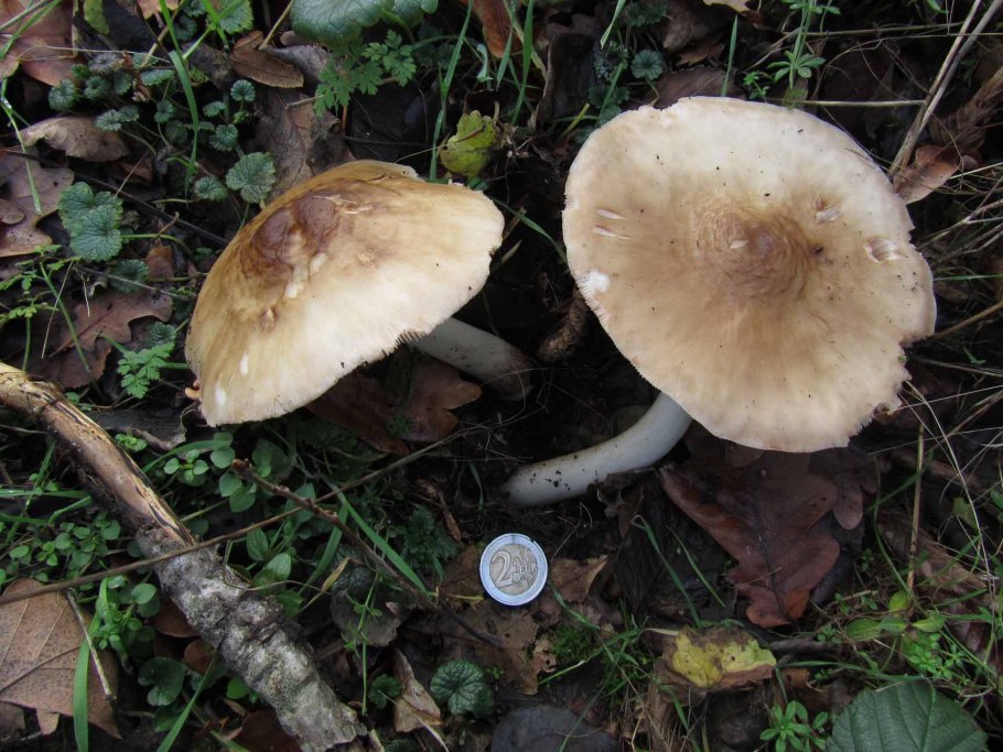 Белый древесный гриб