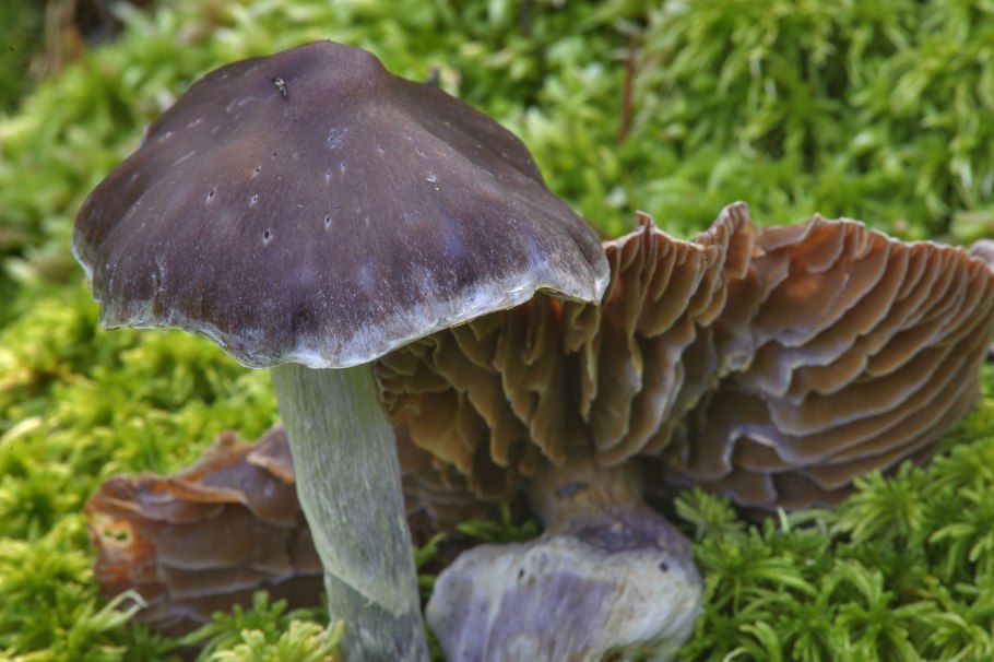 Pluteus longistriatus форум