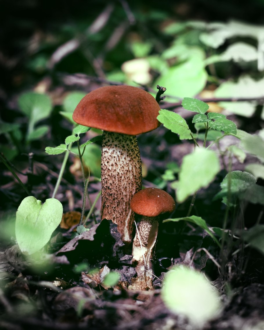 Гриб Плютей благородный