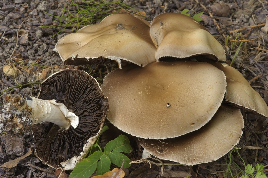 Полевые опята