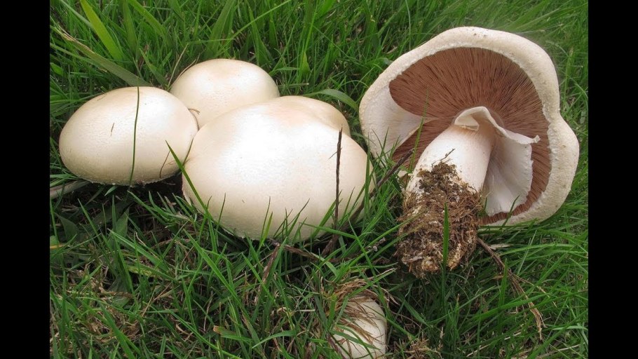 Поле с грибами