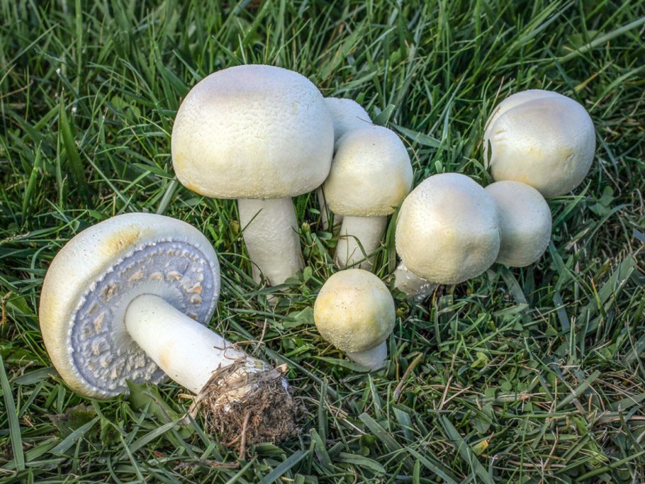 Опенок Луговой Marasmius Oreades