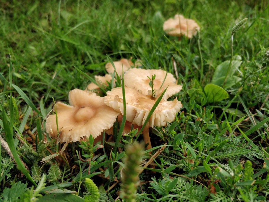Шампиньон обыкновенный (Agaricus Campestris)