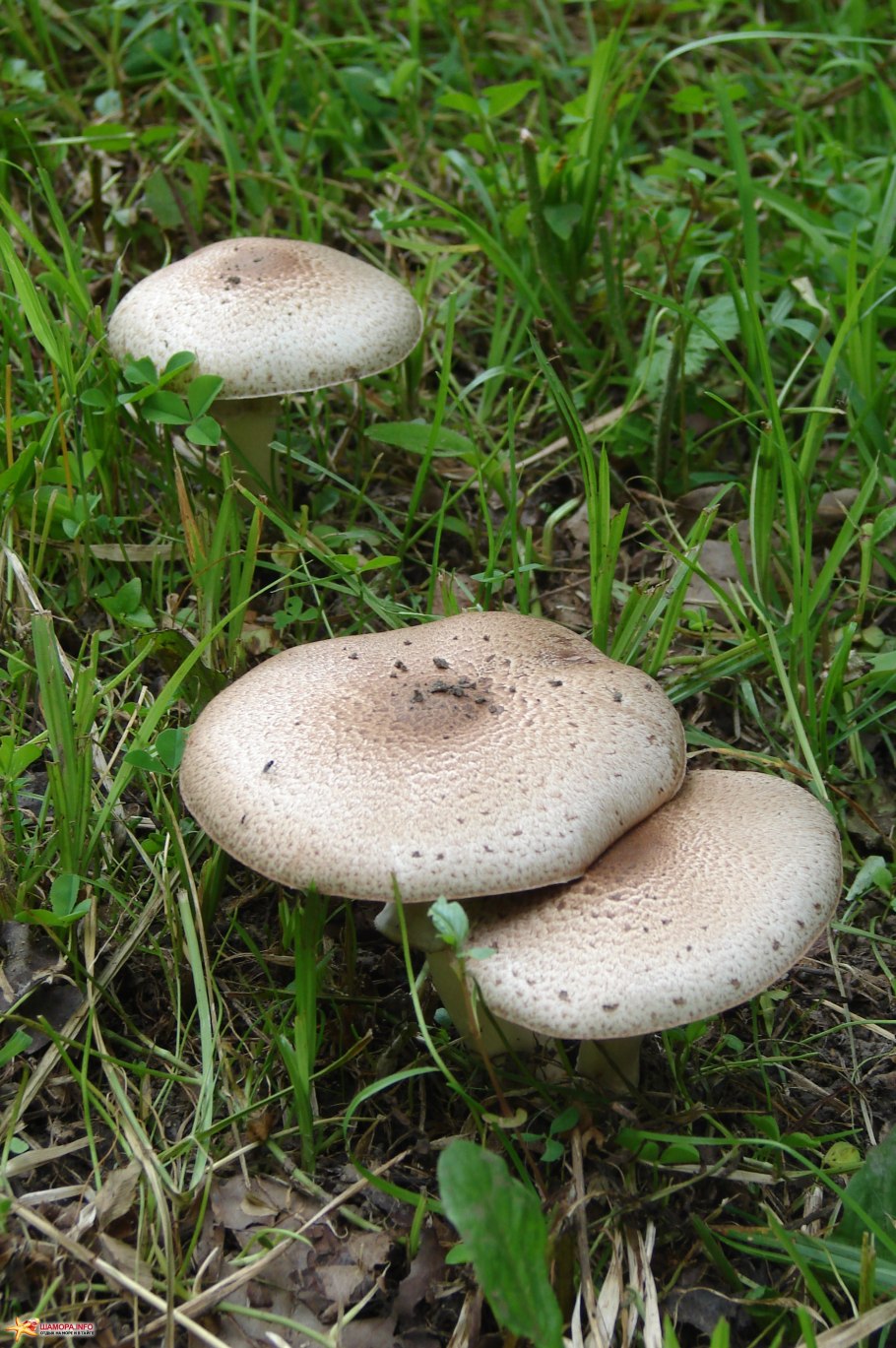 Луговой опенок Грибоведы