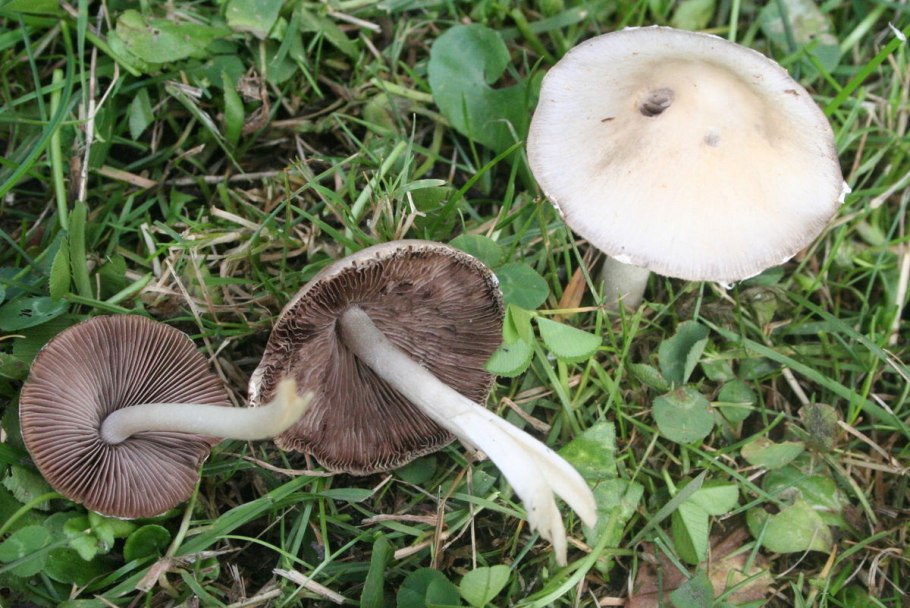 Опёнок Луговой