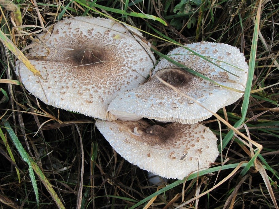 Agaricus impudicus гриб