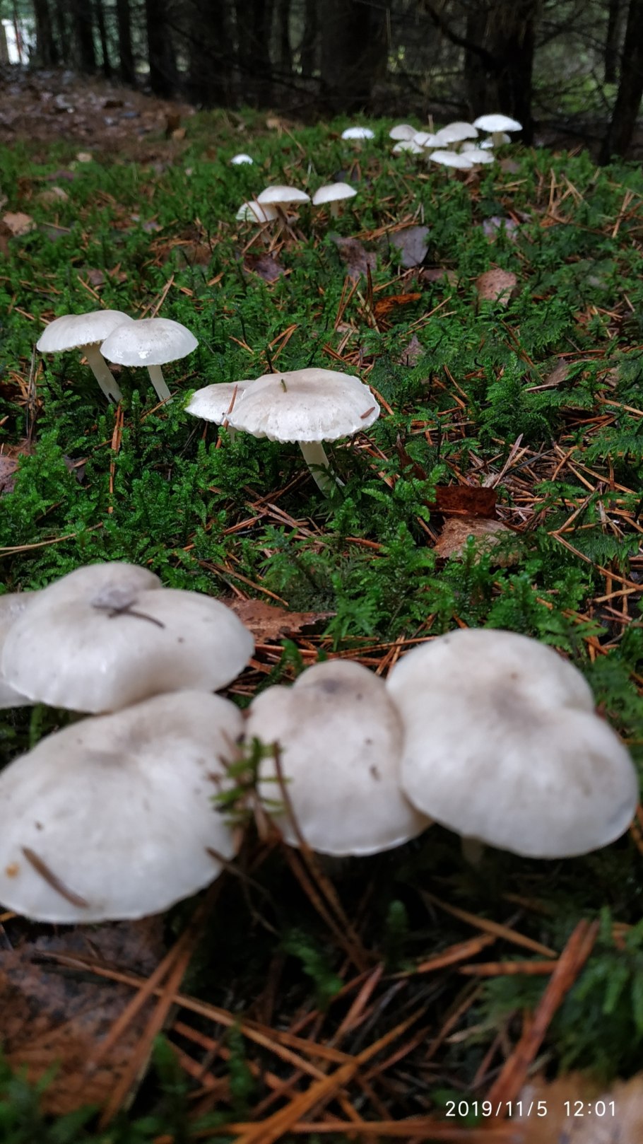 Полевые грибы съедобные