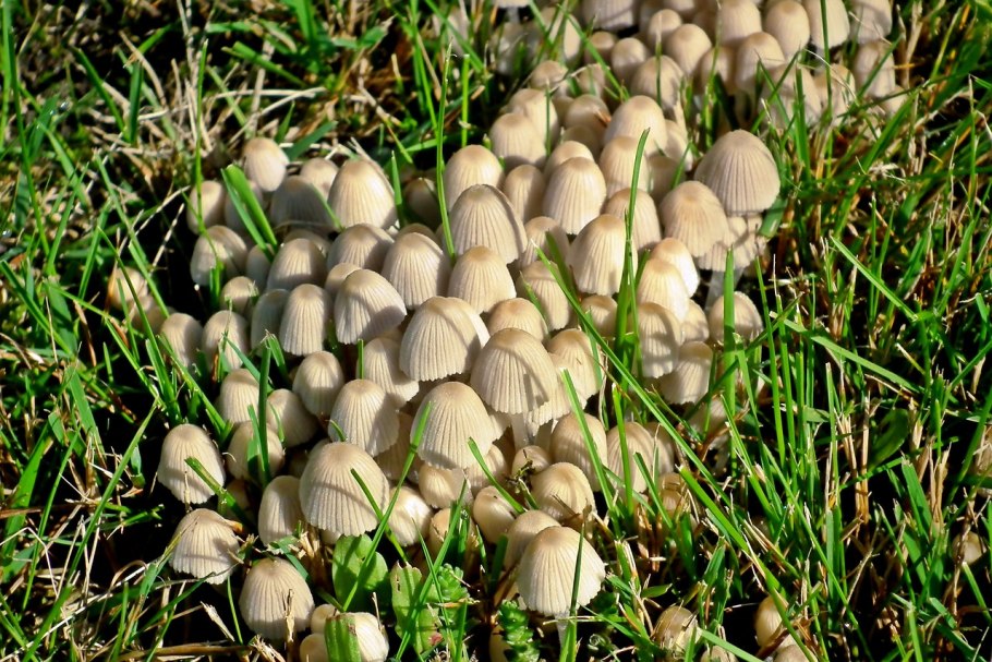Macrolepiota excoriata