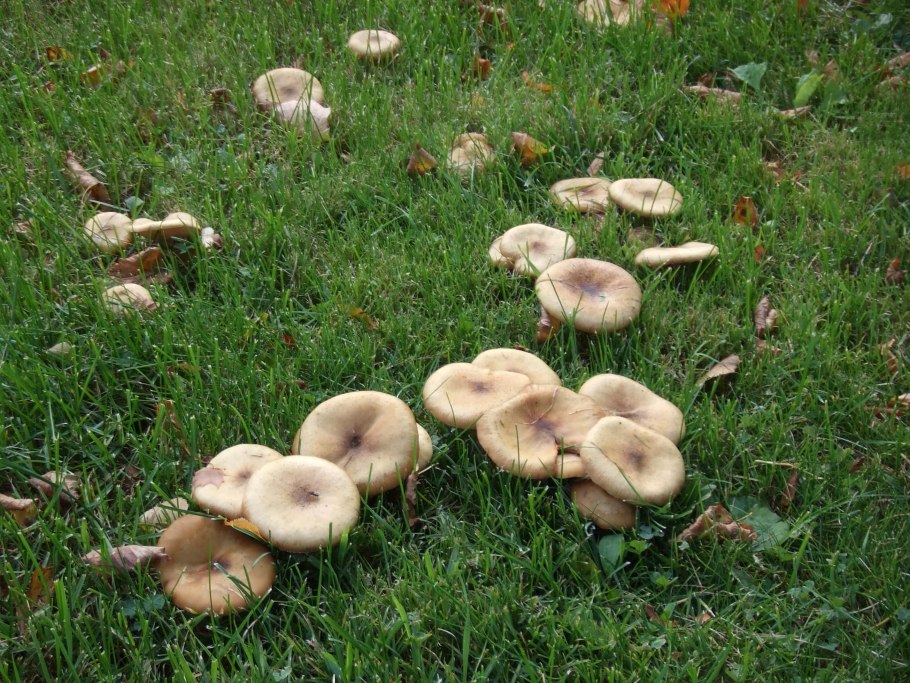 Agaricus californicus
