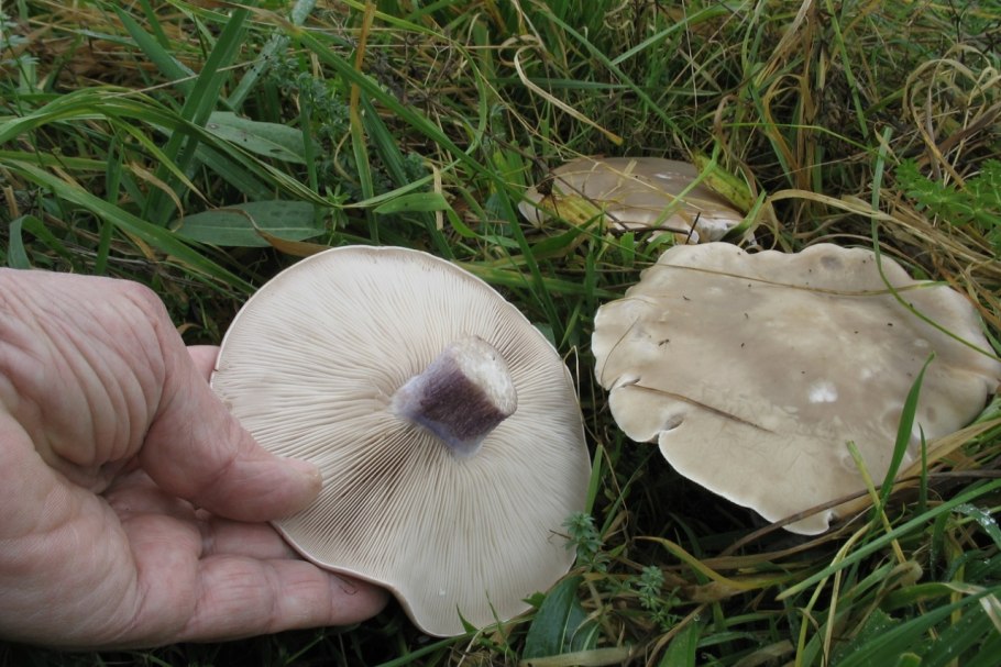 Agaricus impudicus гриб