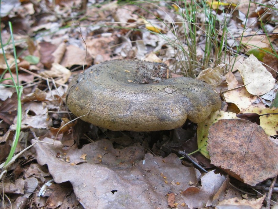 Груздь Чернушка зеленушка