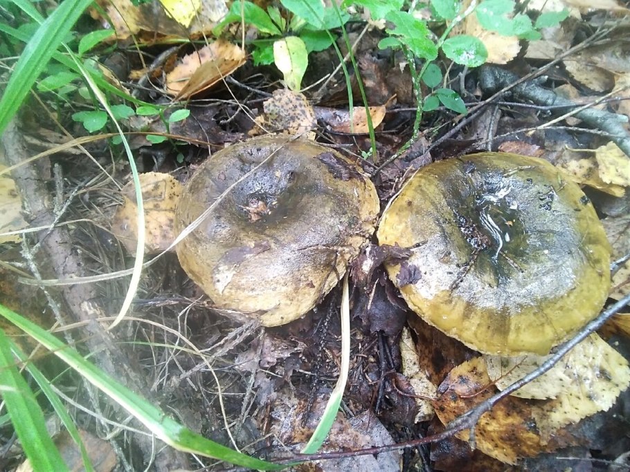 Черный груздь груздянка