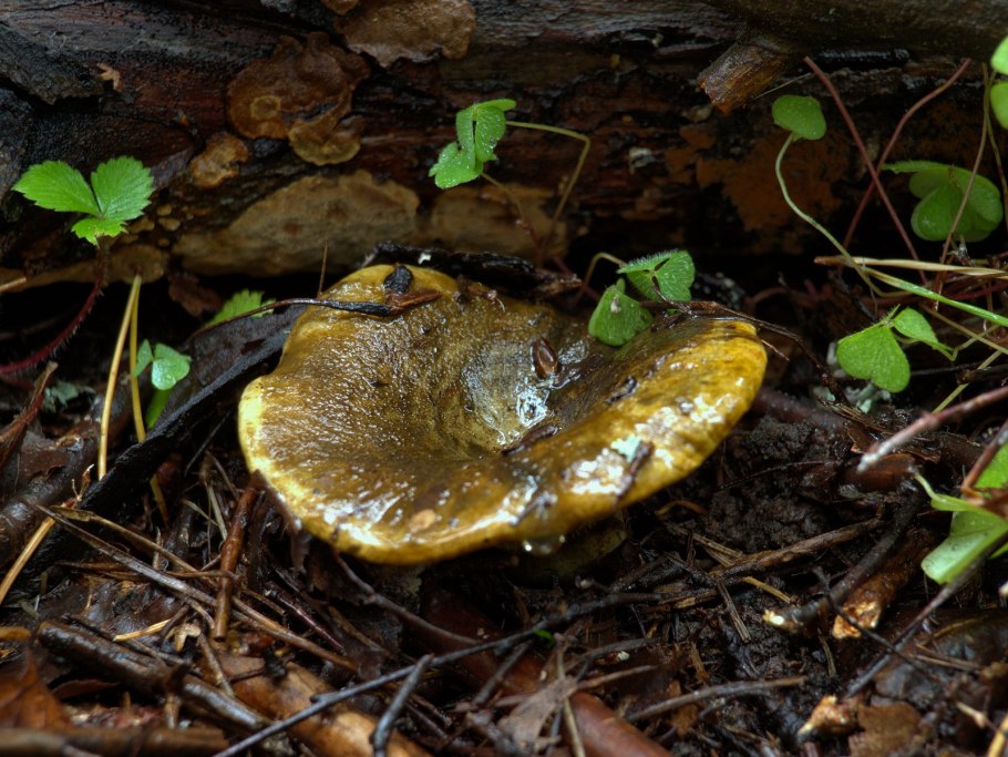 Съедобные грибы груздь черный