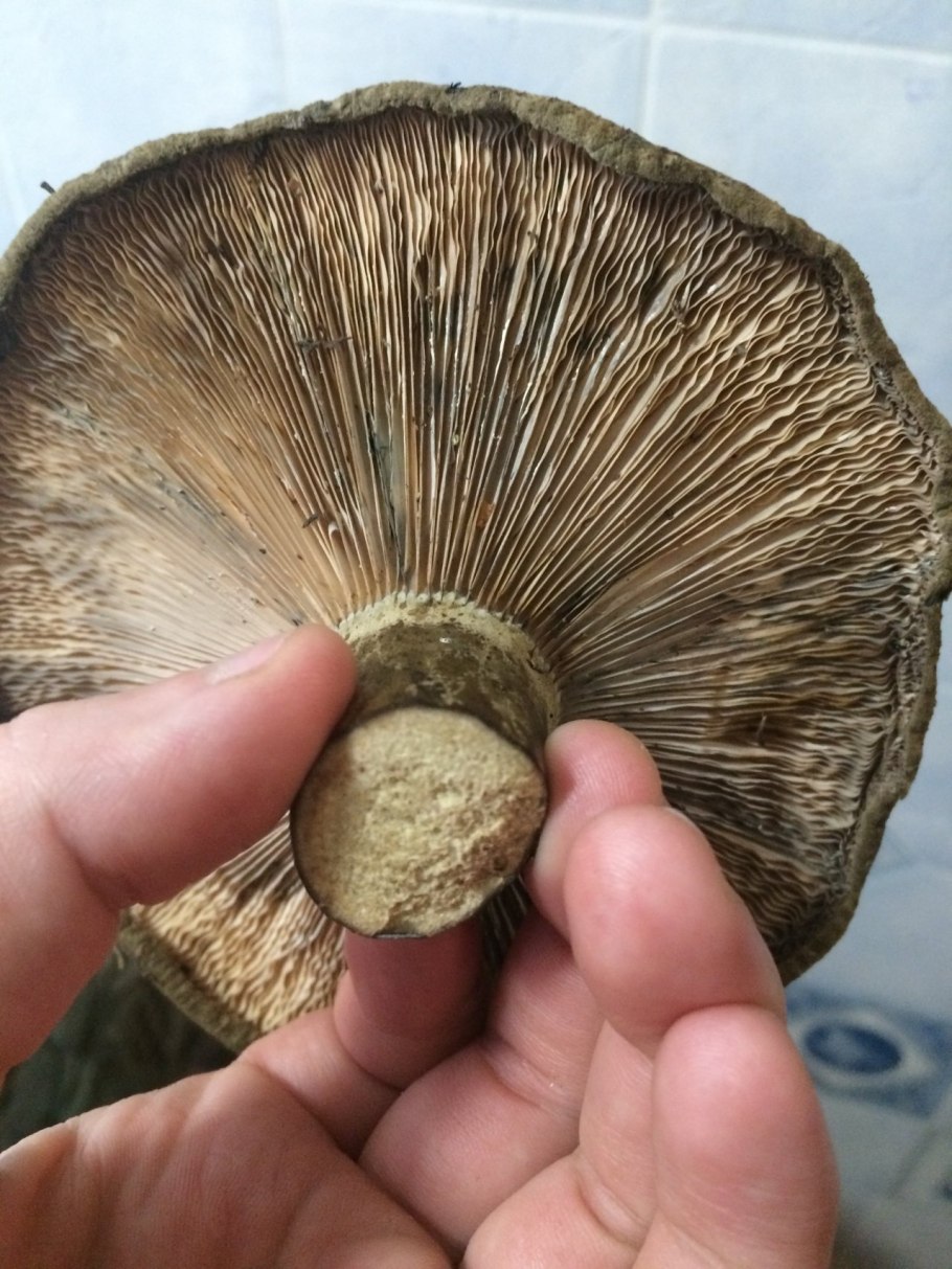 Черный груздь груздянка