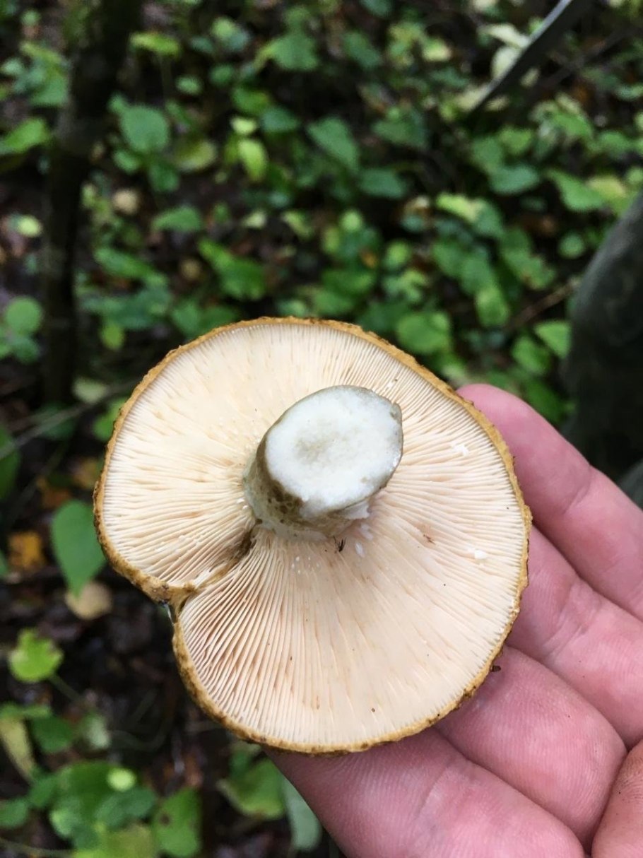 Lactarius necator