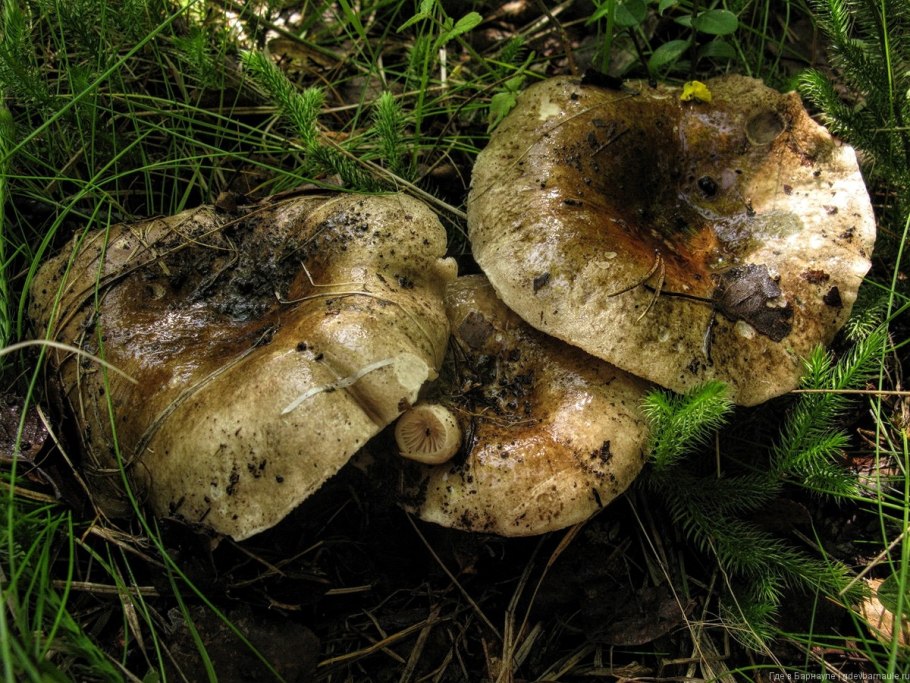 Груздь жёлтый Lactarius scrobiculatus