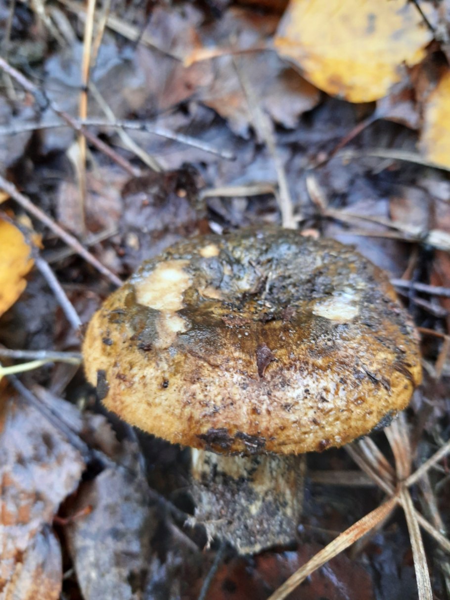 Ложные черные грузди