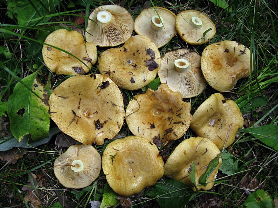 Груздь жёлтый lactarius scrobiculatus