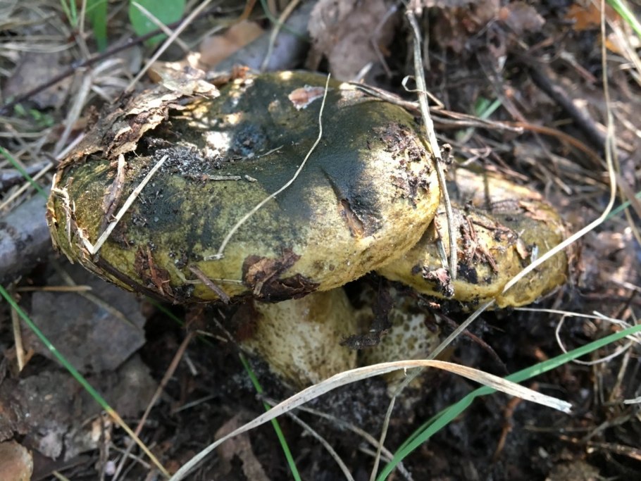 Гриб подгруздок белый ложный