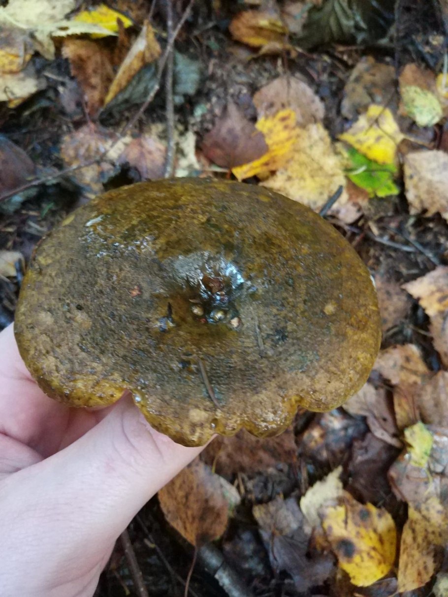 Черную грудь в природе растет черный груздь