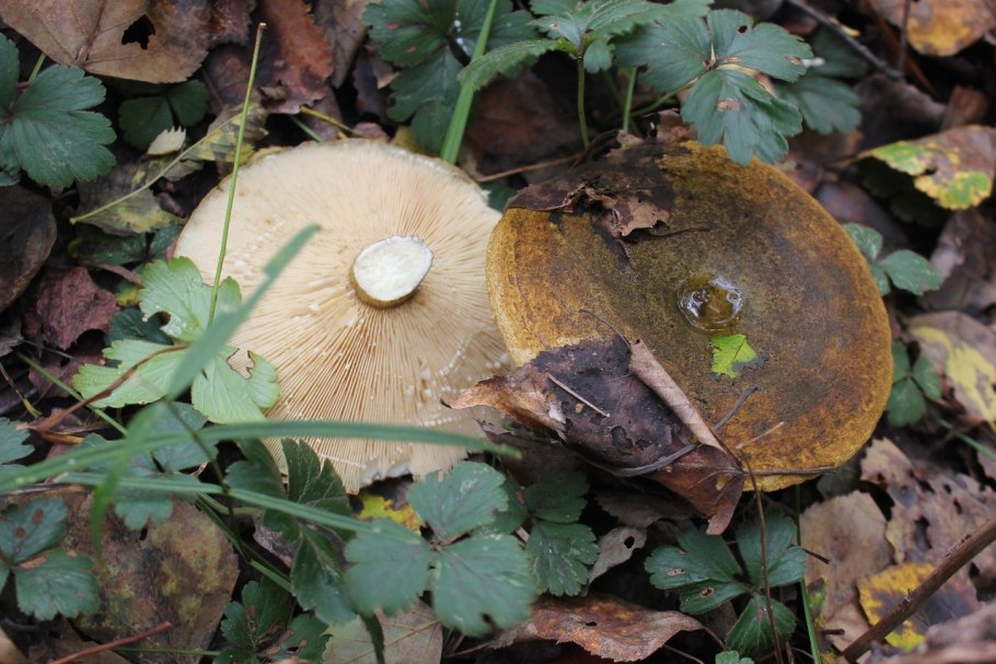 Груздь сизый