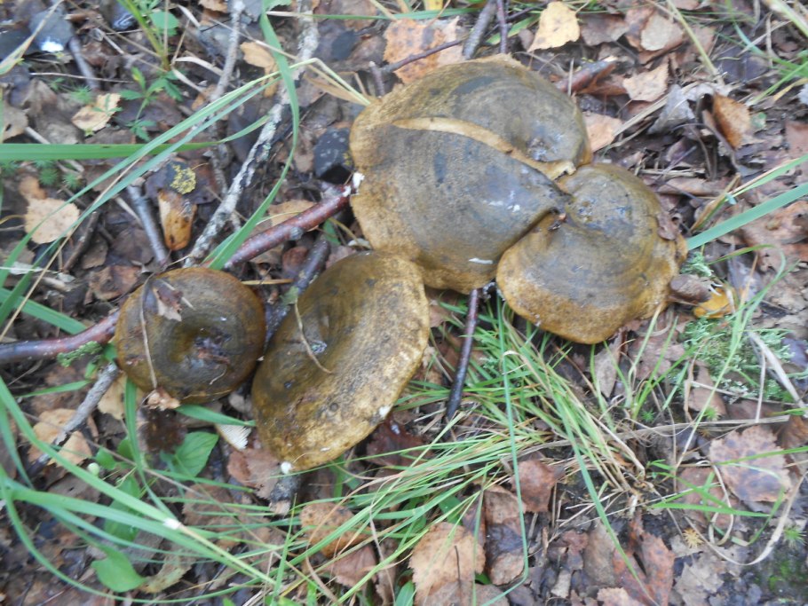 Черные грузди