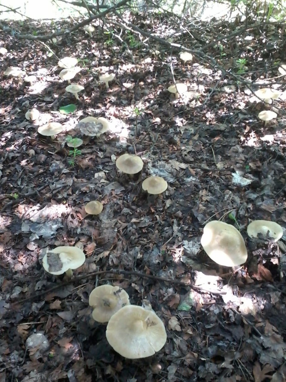 Съедобные грибы Солонина