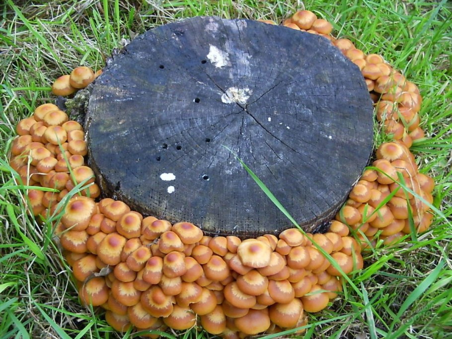 Й сухой Масленник