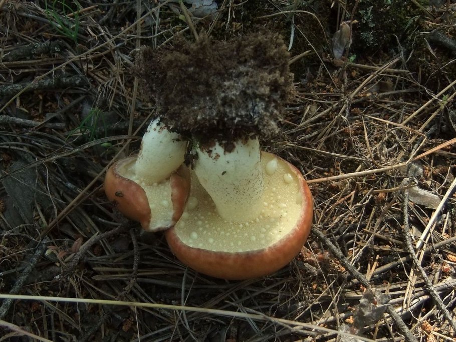 Грибы растущие на газонах