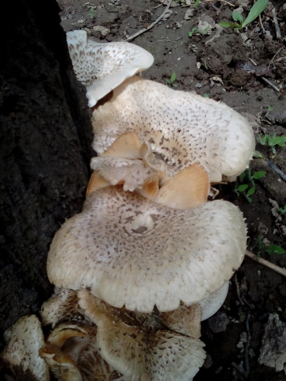 Грибы которые растут в садах