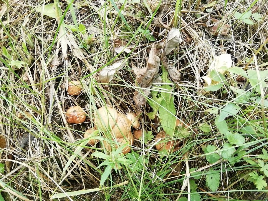 Грибы растущие в мае