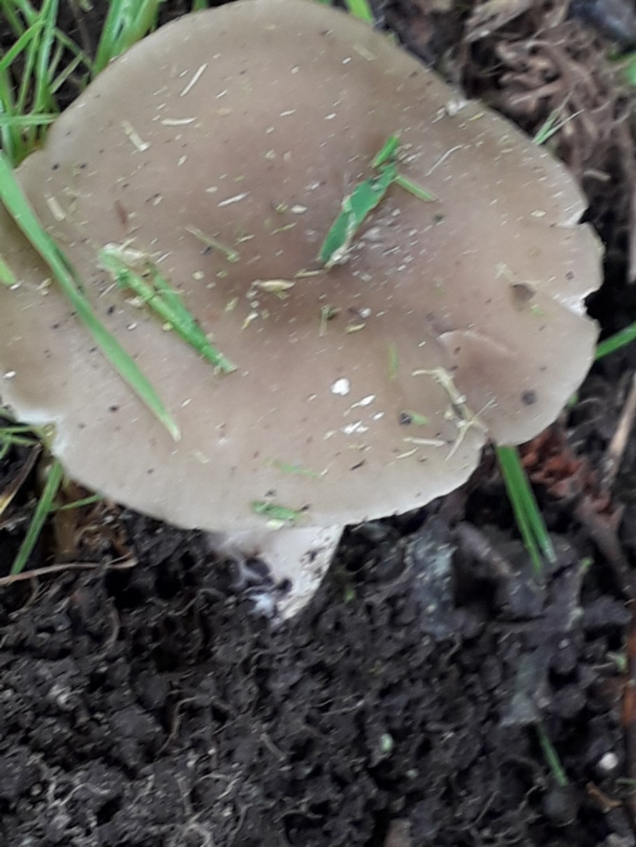 Грибы подбоярышники