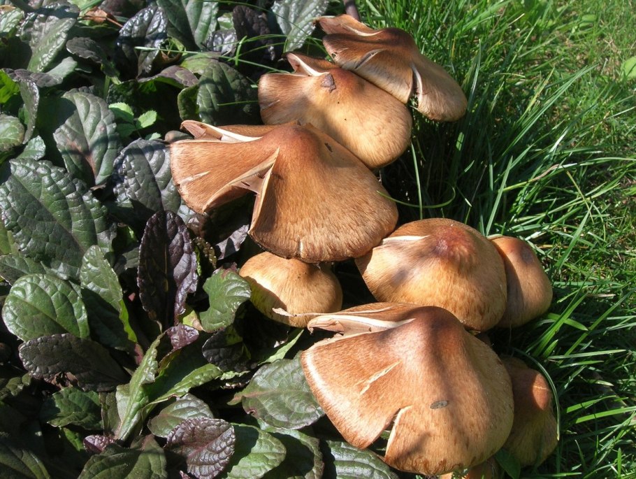 Лакримария бархатистая