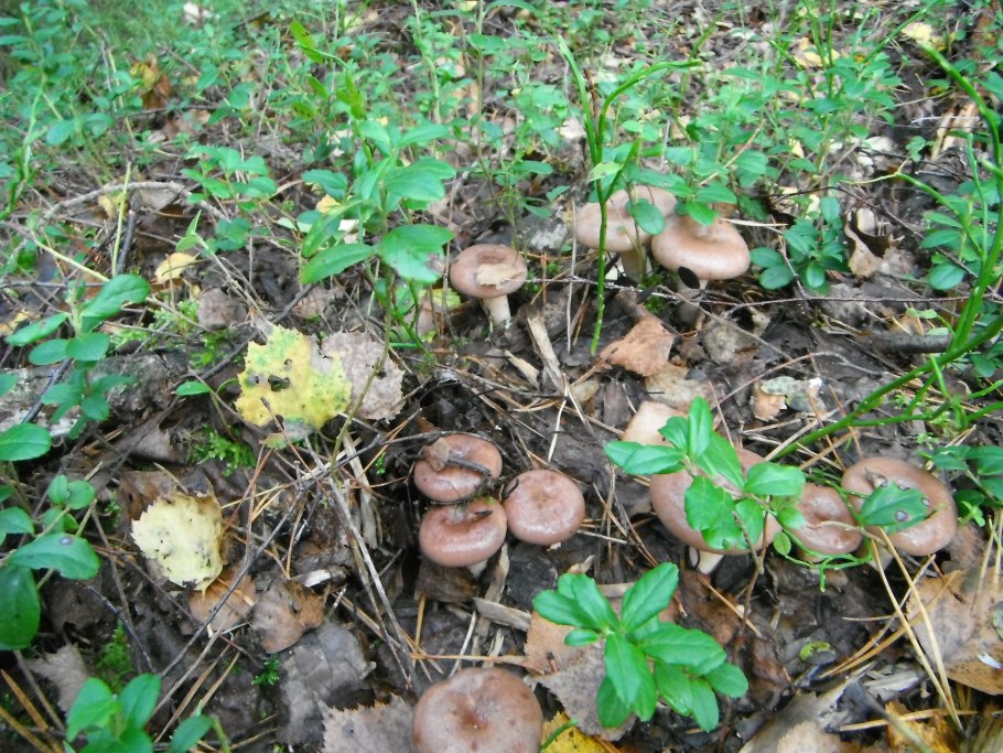 Гриб карагачник