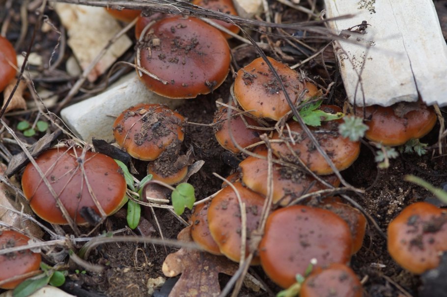Ризопогон трюфель обыкновенный