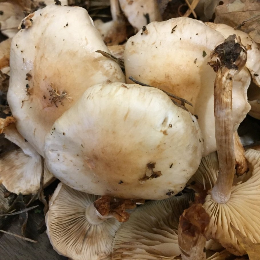 Чешуйчатка клейкая Pholiota lenta