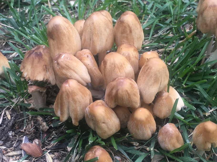 Грибы в Белореченском районе Краснодарского края