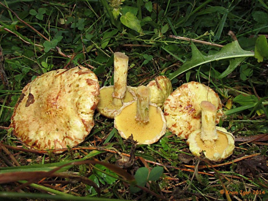 Грибы растущие в России