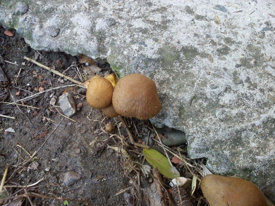 Грибы растущие зимой на земле