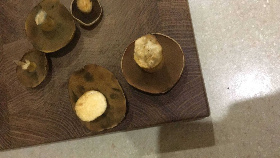 Грибы брянских лесов