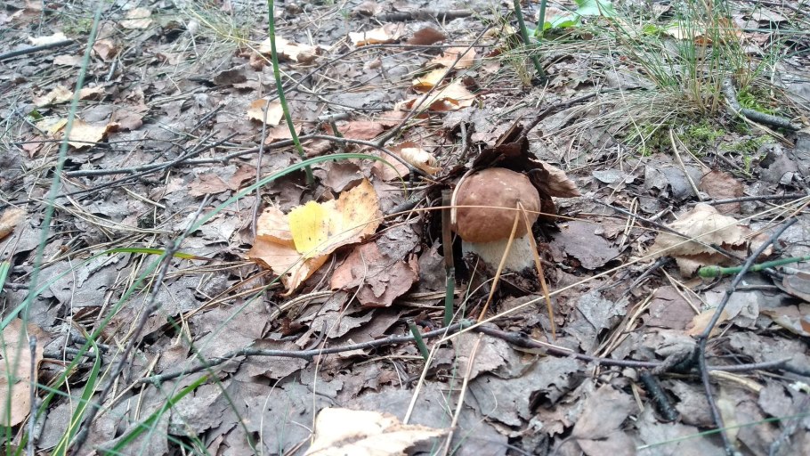 Грибы на участке